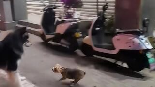 Interesting video
