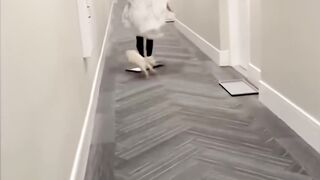 funny animals