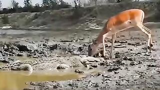 How this deer escaped from the crocodile must watch the full video
