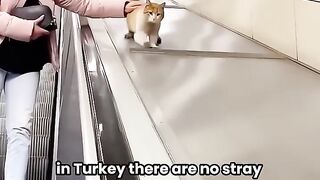 Those who do not love animals cannot love others either #shortvideo#Animals#shorts# Strays#Istanbul