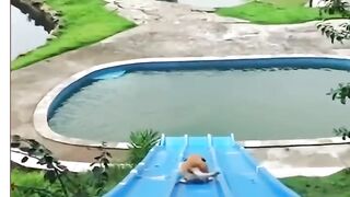Crocodile with Dogs