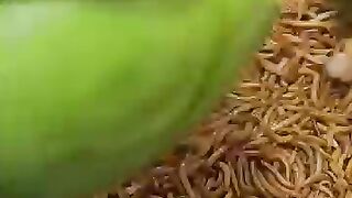 دودة مقابل البابايا