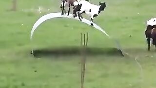 Check out the rocking style of the goat and the baby goat