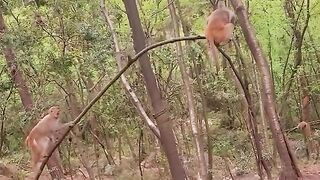 Check out the swing style of all these monkeys how much fun they are swinging on the wood