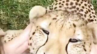 Beautiful yet deadly