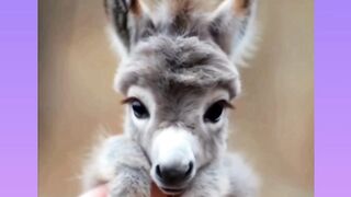 Baby cutest animals and funny animals