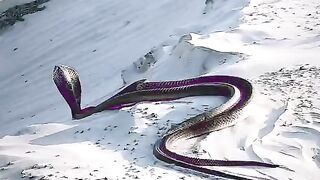 Check out how the two snakes make love