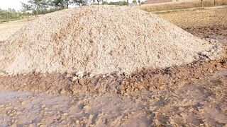 Two days after animal feed is covered with mud slurry ..
