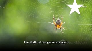 The myth of dangerous spiders