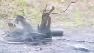 How cats hunt