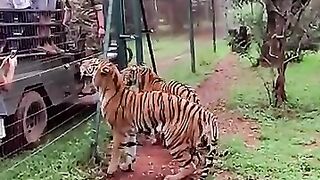 Tiger jumps to catch