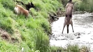 Kangarooz dog fight