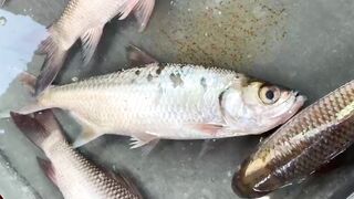 Fish| Rahul fish | Market fish
