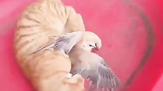 Cat Making Parrot Mood || Funny Video