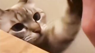 Cute and funny cat videos ????????