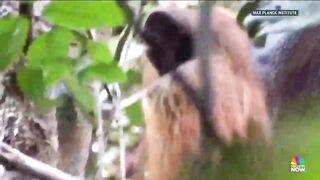 Orangutan believed to be first animal seen using medicinal plant as treatment.