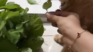 orange cat eating spinach