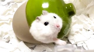 hamster in a hole