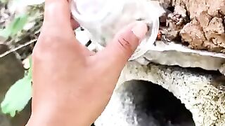 How to catch a giant hornet with a cup