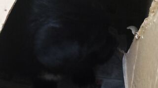 My New Puppy Roki