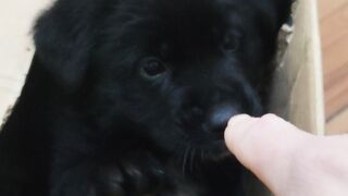 My puppy Roki