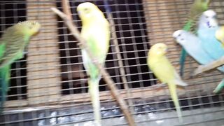 I bought 2 budgies and after a year look what happened...