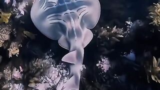 Beauty under the sea