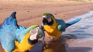 Macaws drinking water