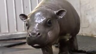 Cute baby hippo