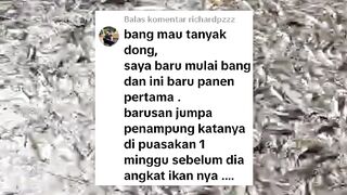 Ikan lele PUASA 1 Minggu Sebelum dipanen❗Itu bukan mempuasakan, tapi bikin ikan lele MATI