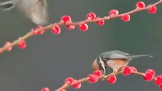 Birds singing and flowers fragrant