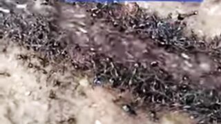 موكب النمل الملكي جيش النمل
