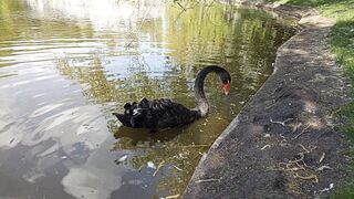 Swan black