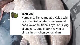 Kalau telur lele sudah nempel dikakaban, yang diangkat telurnya atau indukannya❓
