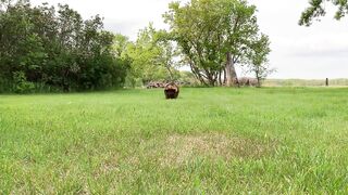 Pig Asmr