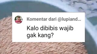 Bibis pakan WAJIB atau TIDAK❓Kalau diwajibkan nanti para senior ngambek
