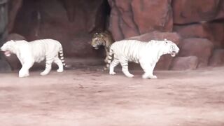 Facebook circus-me-ak-sath-itne-sare-ser-or-tiger