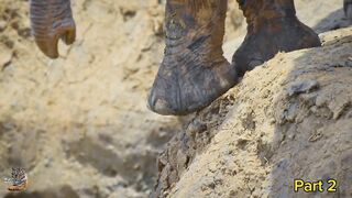 Wild animals - Wild Animals Migration Hindi_ Part 2 _wildanimals _wildlife _migration _serengeti