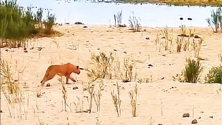 Mano Firme - 15 Moments When Animals Messed With The Wrong Warthog