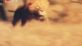 Animal loves - This is the king of jungle__lions _wildanimals _NationalGeographic _Afrique _hunting