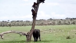 Visit Tanzania - There_s nothing dangerous than a hungry lioness_ It_s a trap for the Baboons_ if they are not