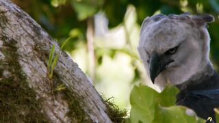 Wildlife Telecast - Harpy Eagle - _documentary _discovery _discoverychannel _discoverychannelin
