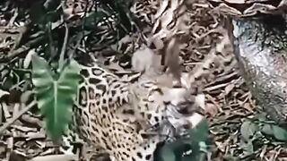 covery _discoverychannel _discoverychannelin _animalplanet _wildanimals _jungle _wildlifephotography _wild _animallover _wildlifetel.