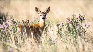 DEER Music