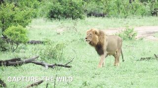 EXTREMELY RARE!!! Fearless Male Lion attacks Buffalo Herd, ALONE!!!