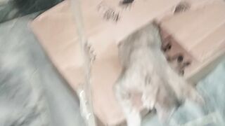 Funny cats