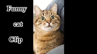 Funny cats  ||funny animal ||