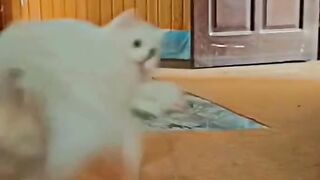 Cute cats