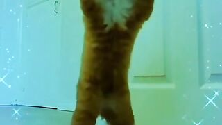 Funny cat ||So cute ????