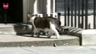 Cats Of The British
